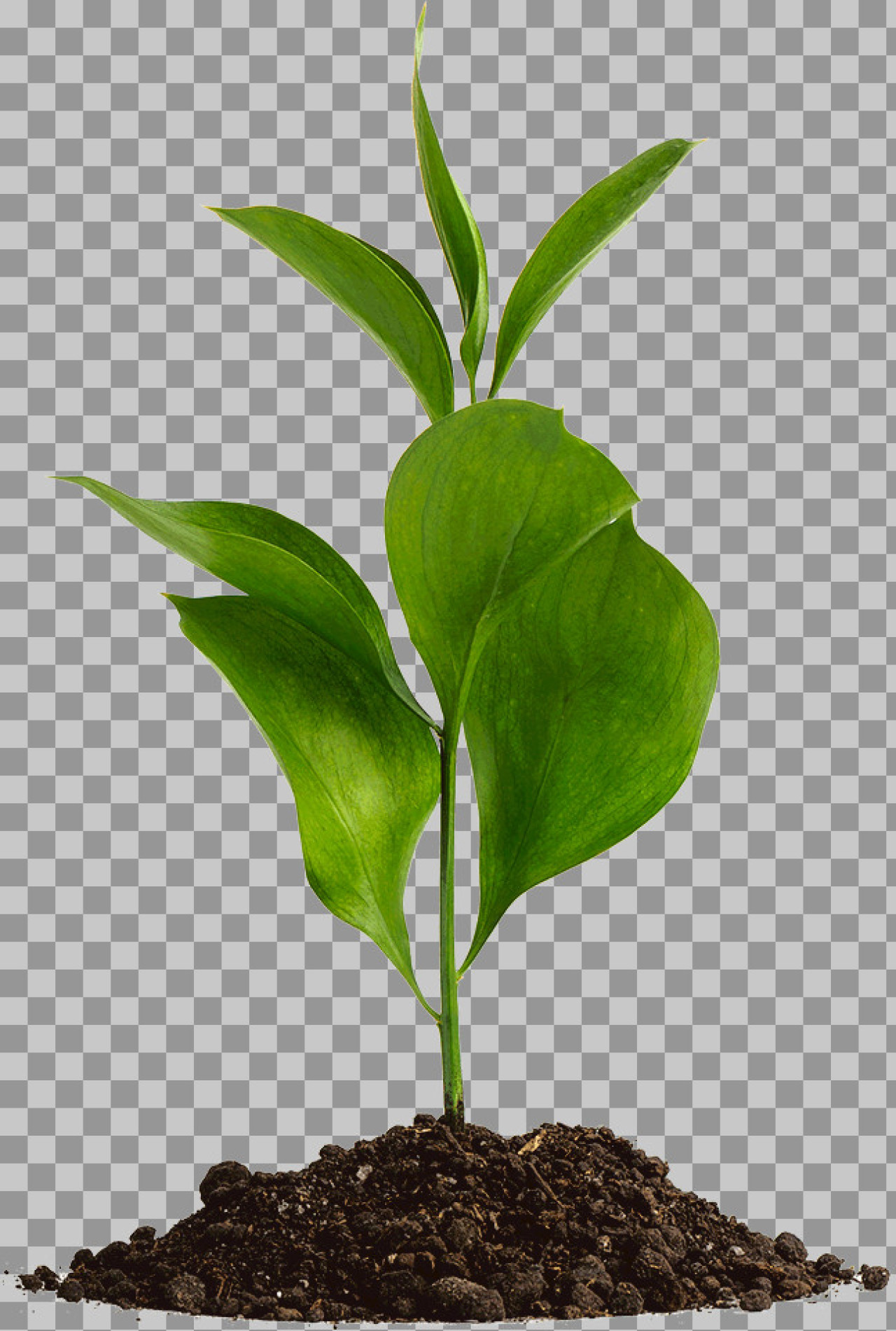 Green Sprout Growing from Soil PNG | Growth & Nature Concept
