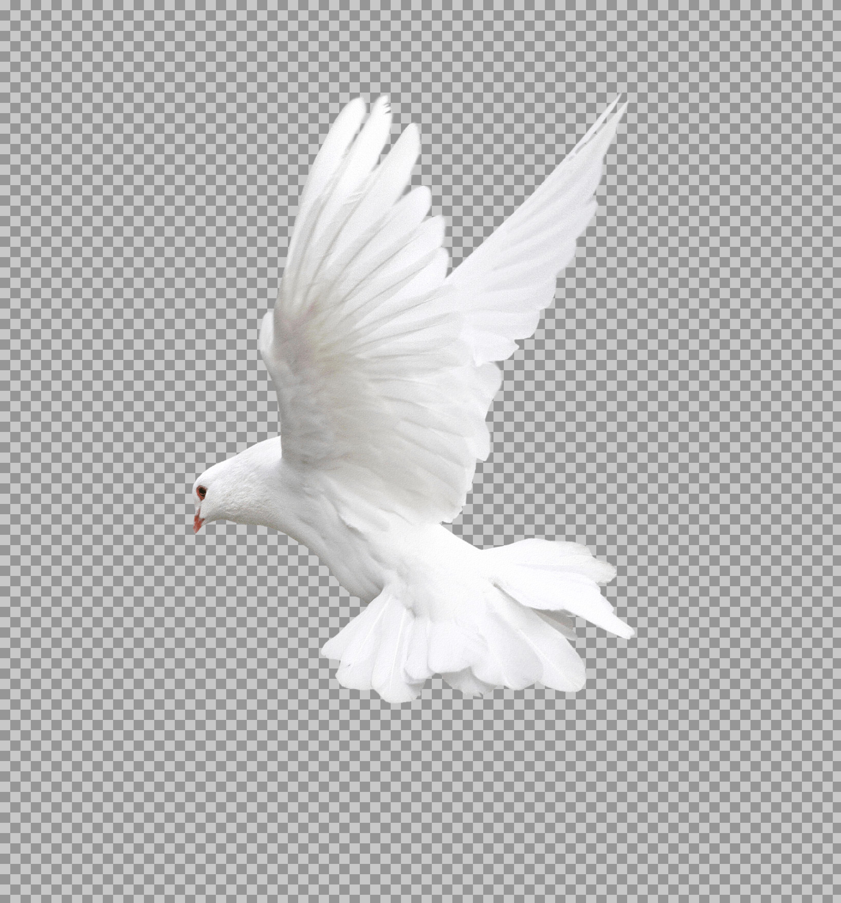 Flying White Dove PNG | Symbol of Peace & Freedom...