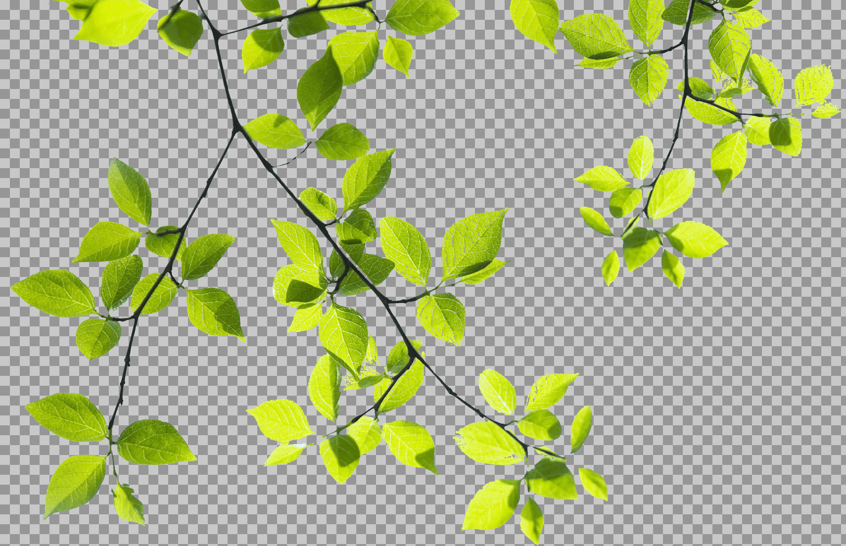 Sunlit Green Leaves PNG | Tree Branch Cutout