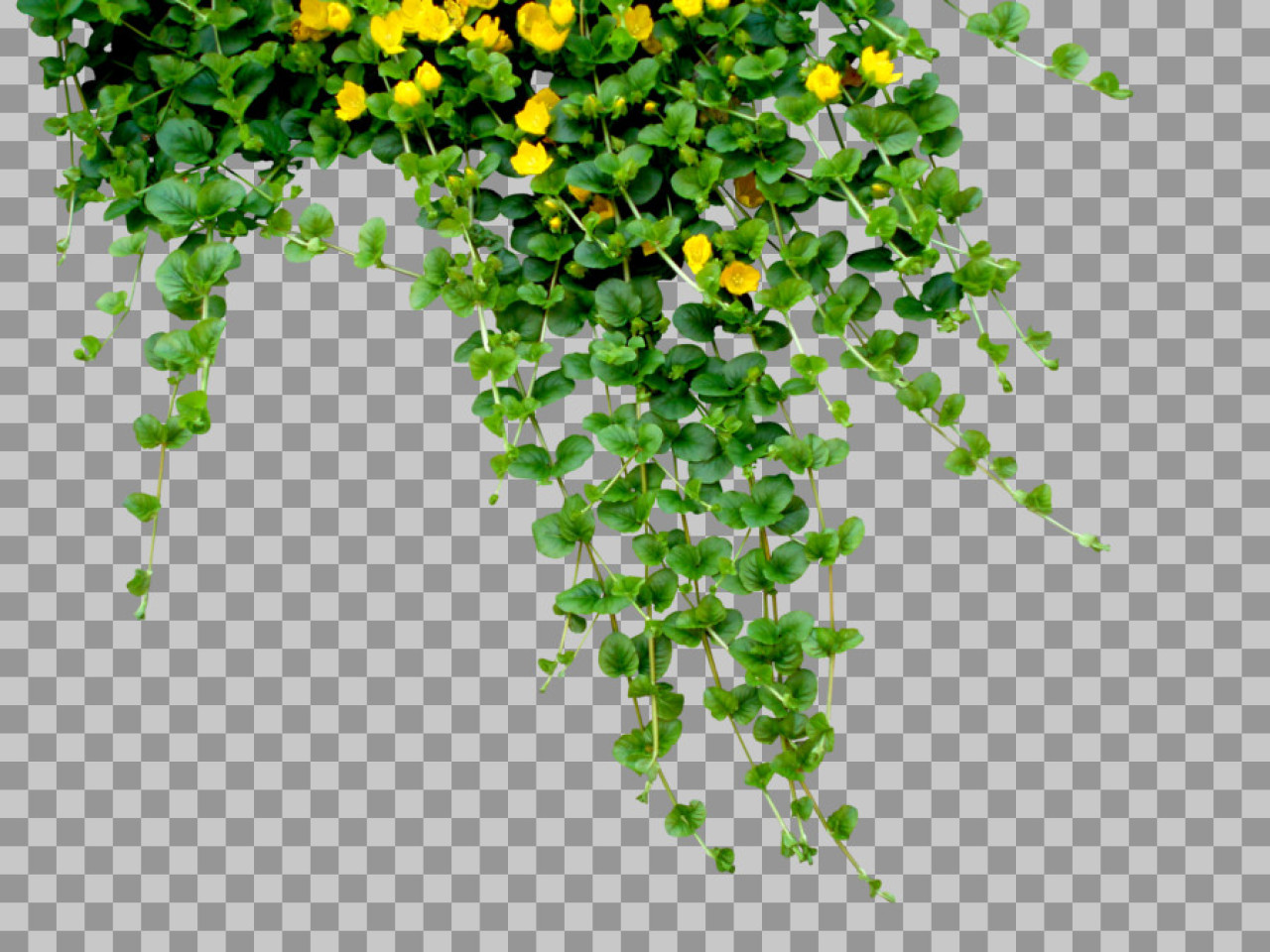 Creeping Jenny Plant PNG | Hanging Vine with Transparent Background
