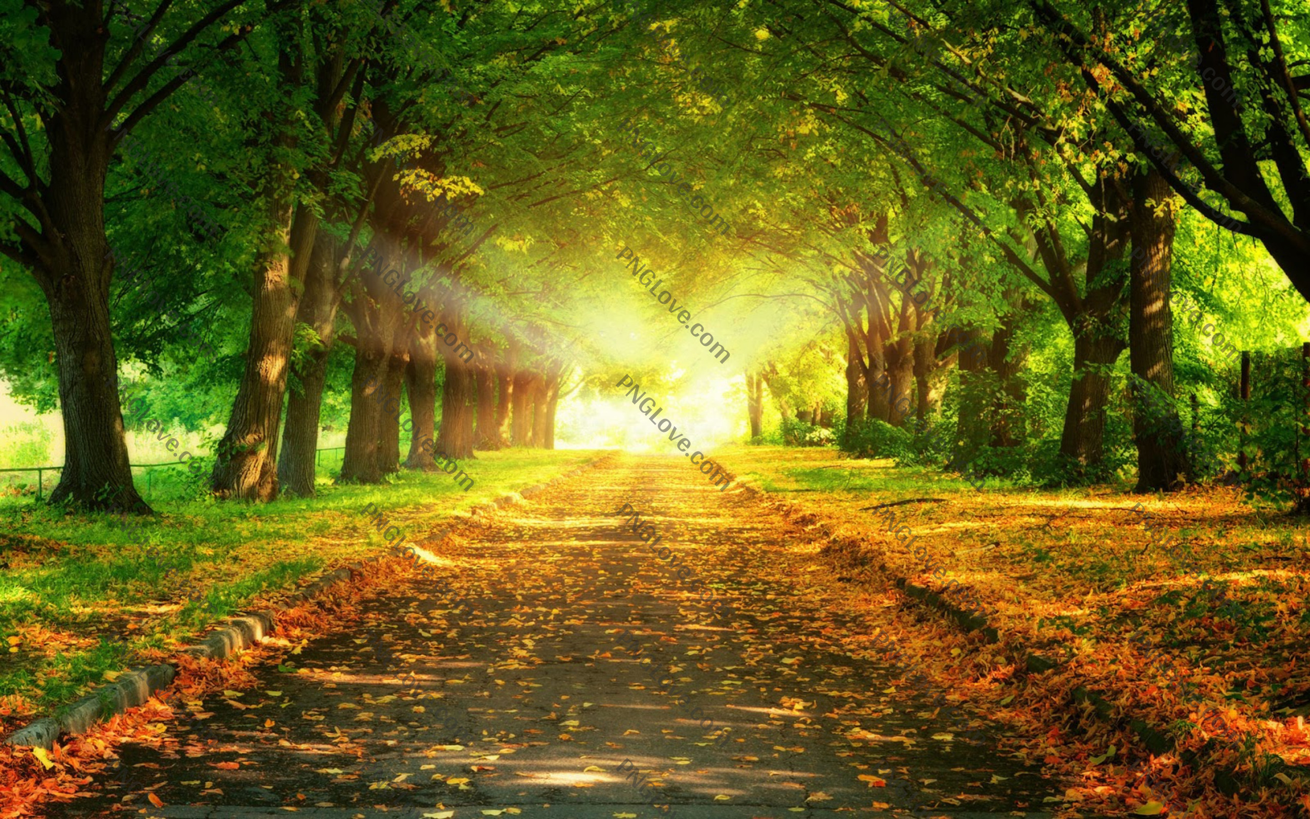 Autumn Path with Sunbeams | Serene Nature Wallpaper