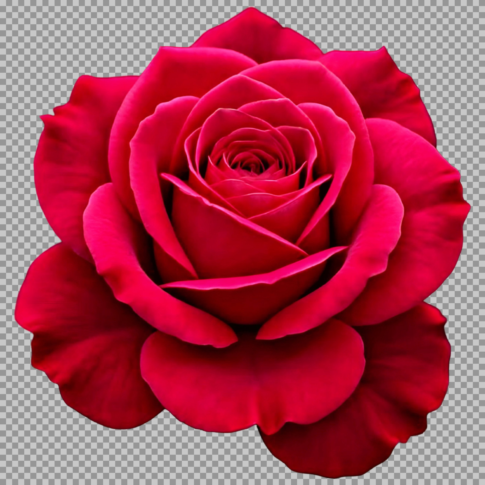 Vibrant Deep Red Rose PNG | Isolated Transparent Flower Image
