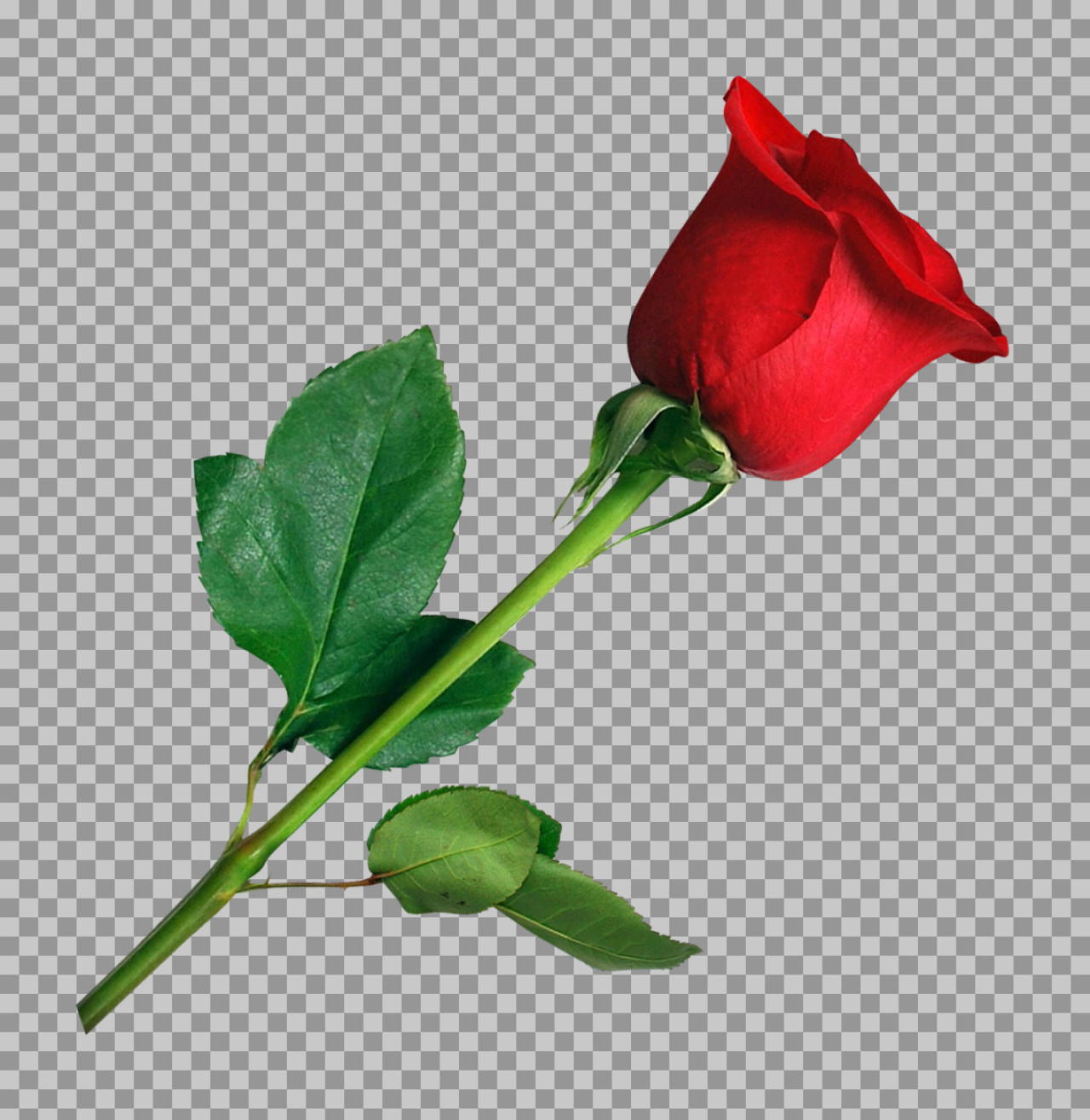 Beautiful Red Rose PNG | Free Transparent Download...