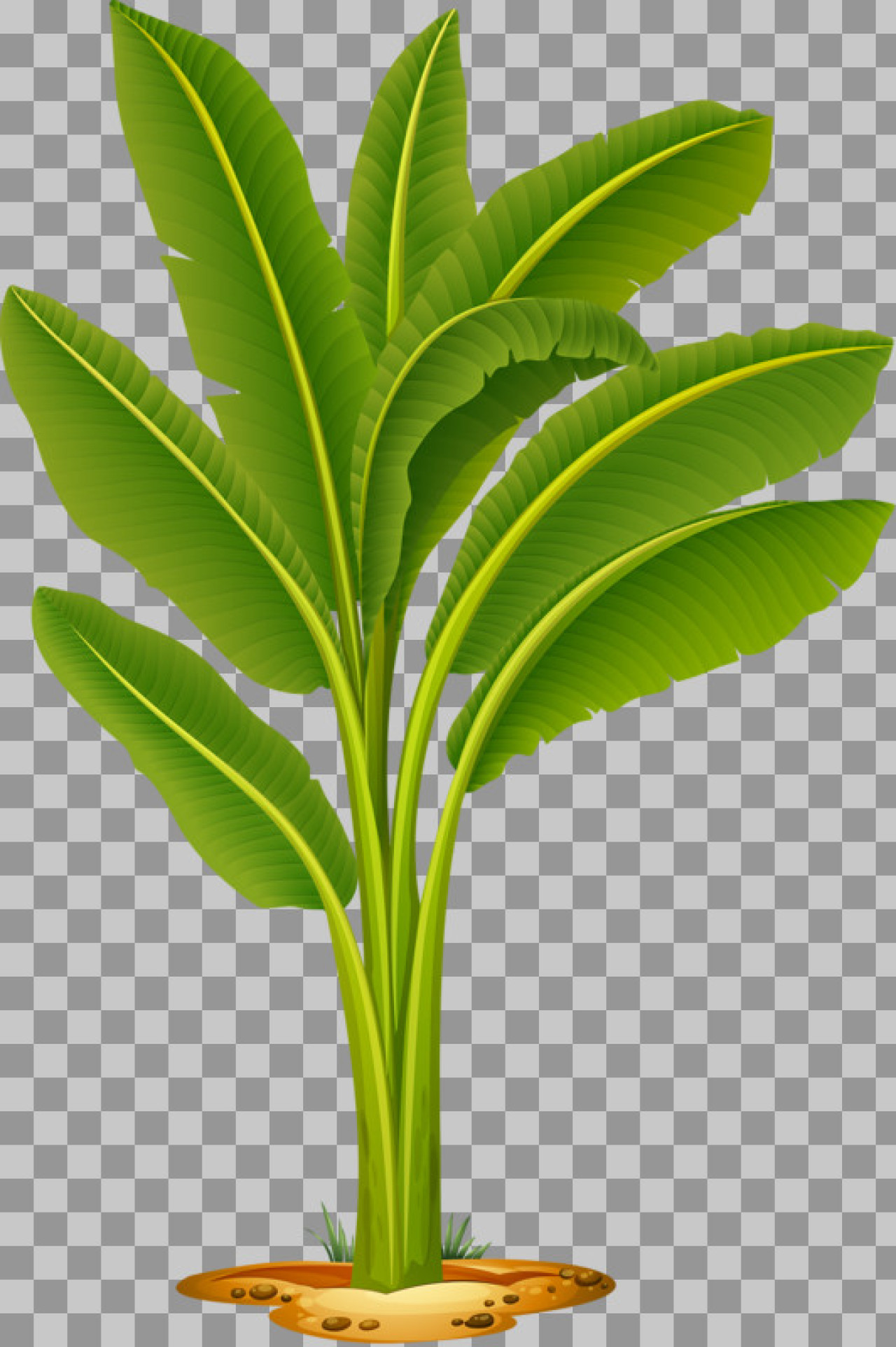 Banana Plant PNG | Free Tropical Tree Clipart Illustration...