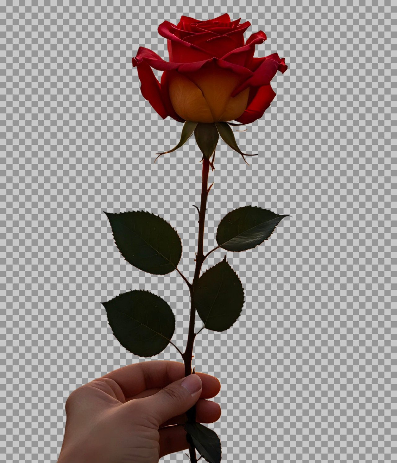 A person holding a rose PNG transparent image download
