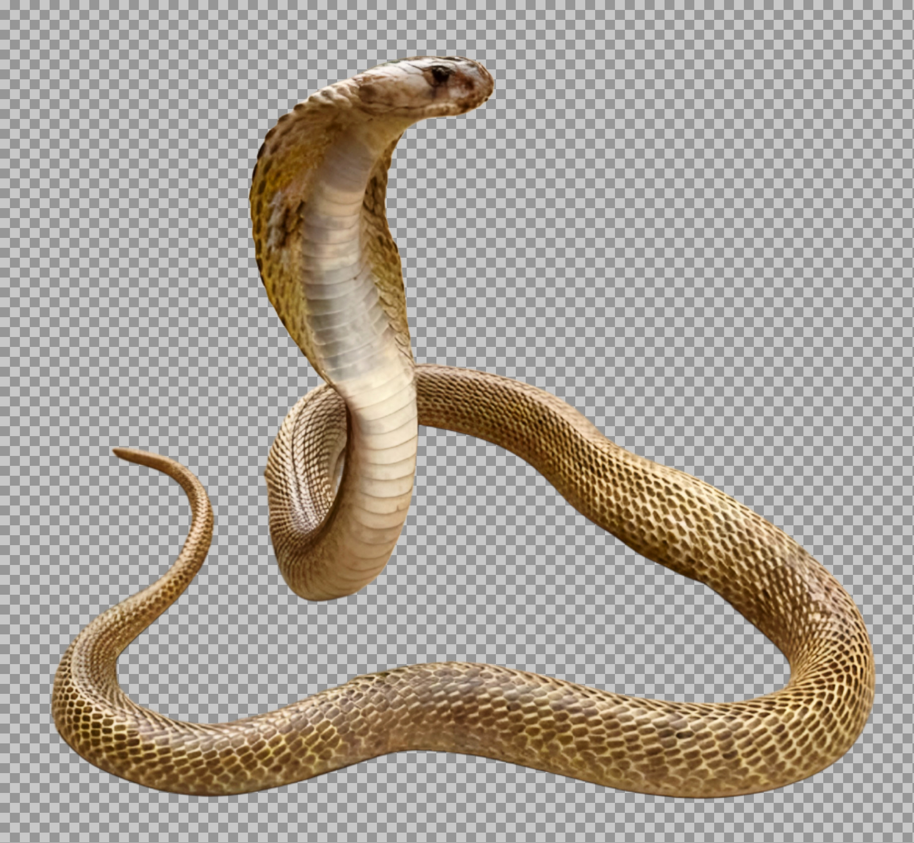Cobra Snake PNG | Realistic Indian Cobra Image