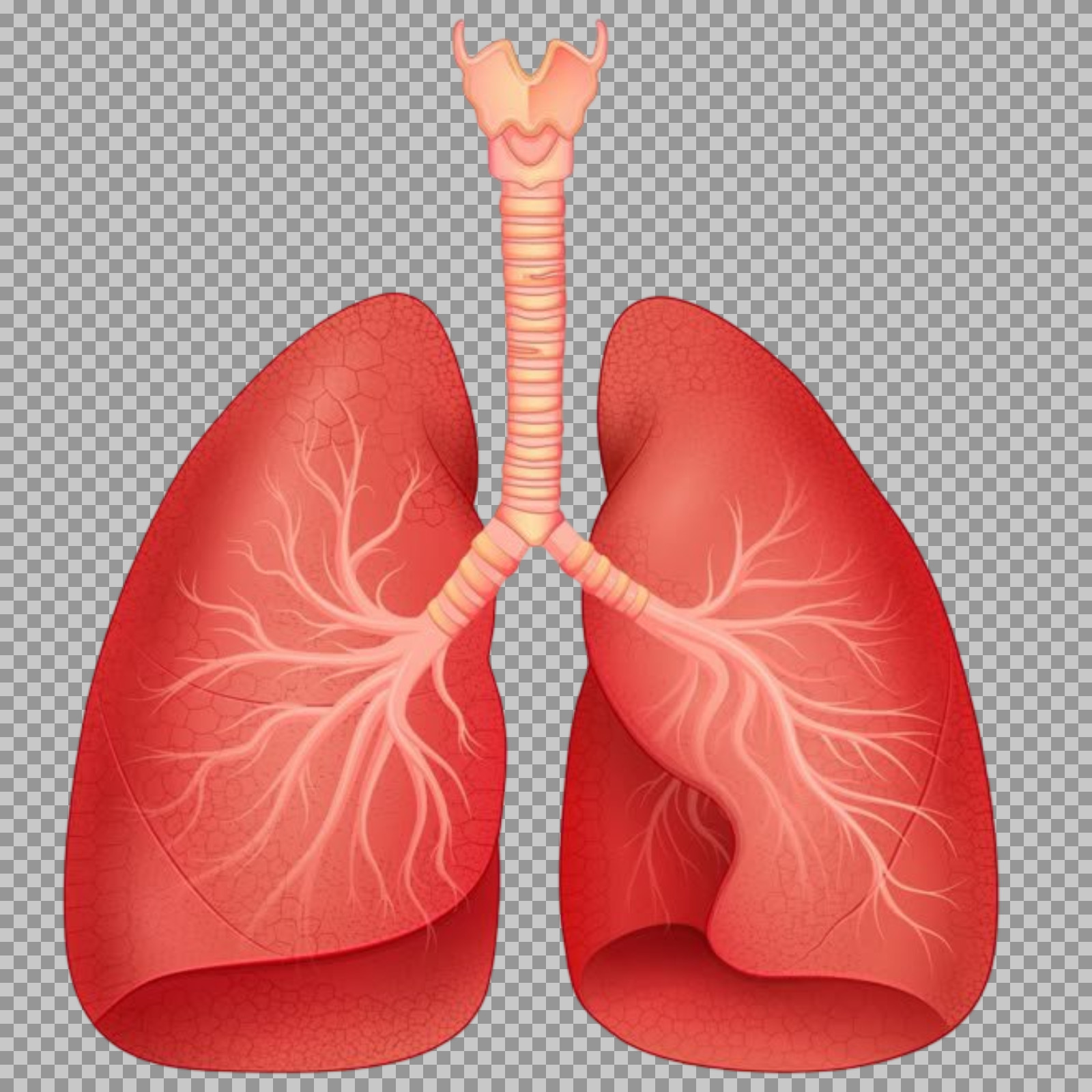 Human Lungs Diagram PNG | Respiratory System Illustration...