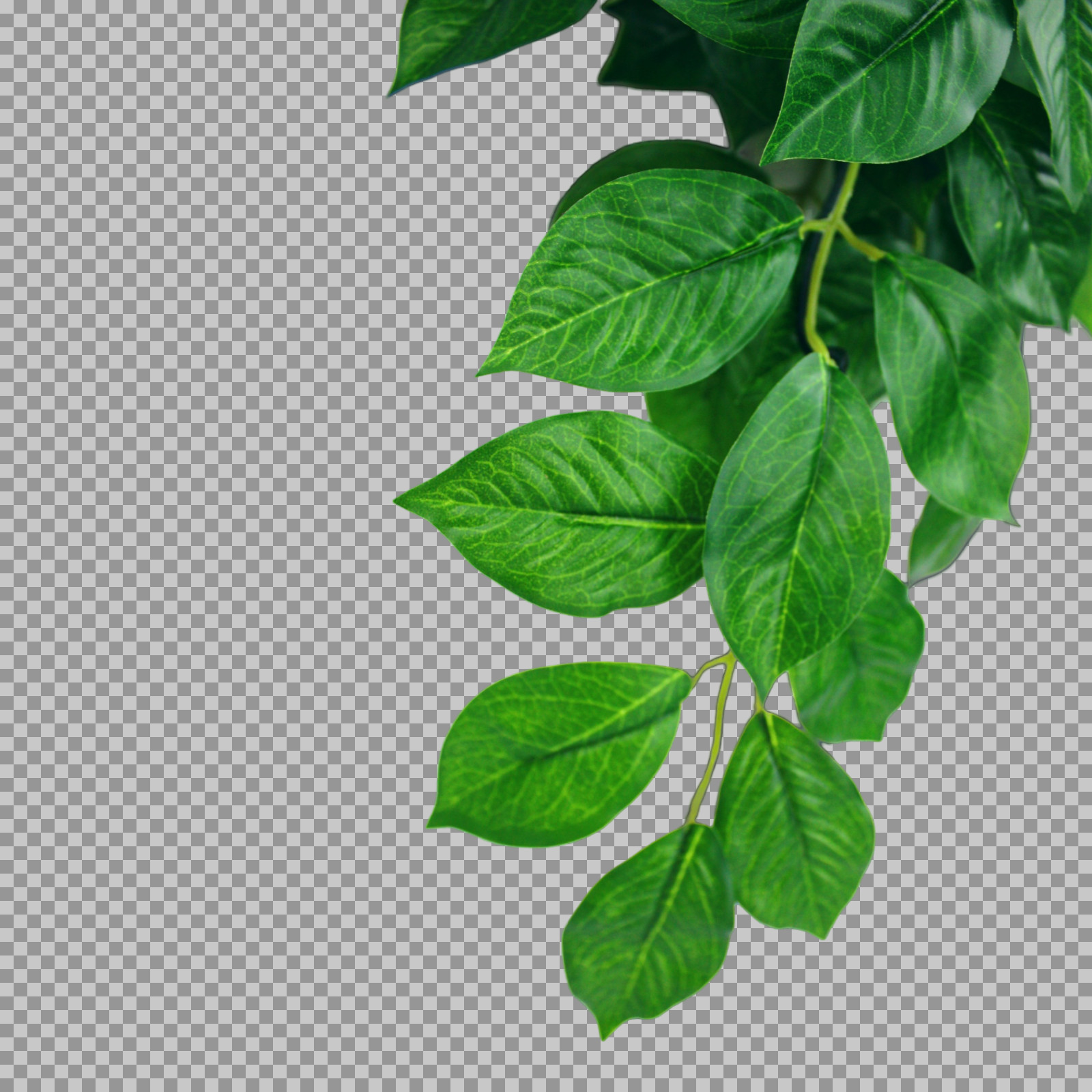 Green Leaves PNG | Transparent Botanical Vine Graphic