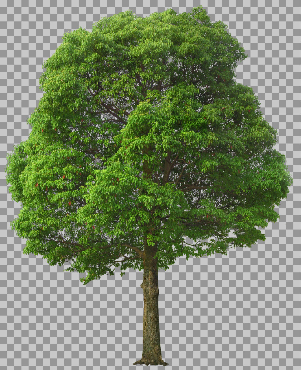 Green Tree PNG with Transparent Background | Realistic Nature Asset