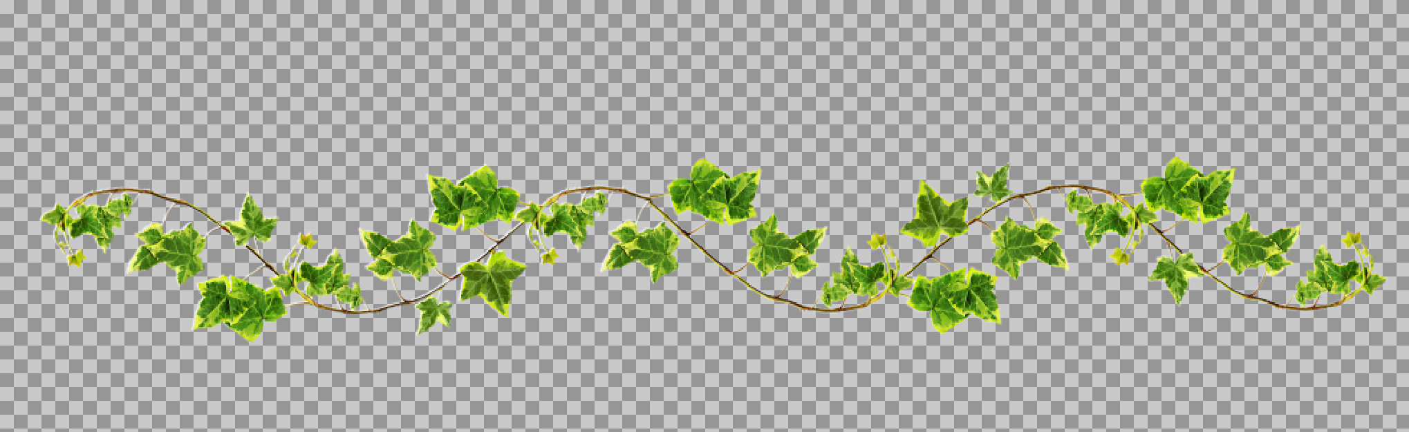 Variegated Ivy Vine PNG | Botanical Border & Divider Graphic