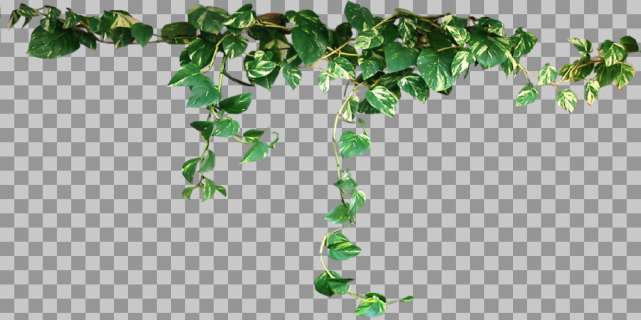 Hanging Pothos Vine PNG | Transparent Plant Clipart for Design