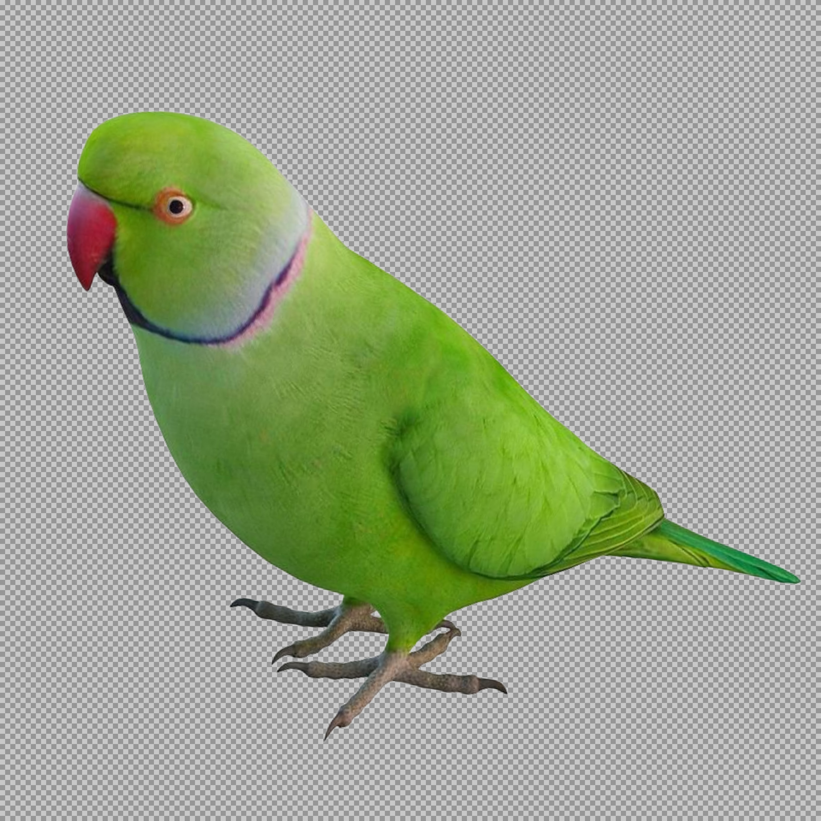 Green Indian Ringneck Parakeet PNG - Transparent Background Bird Image