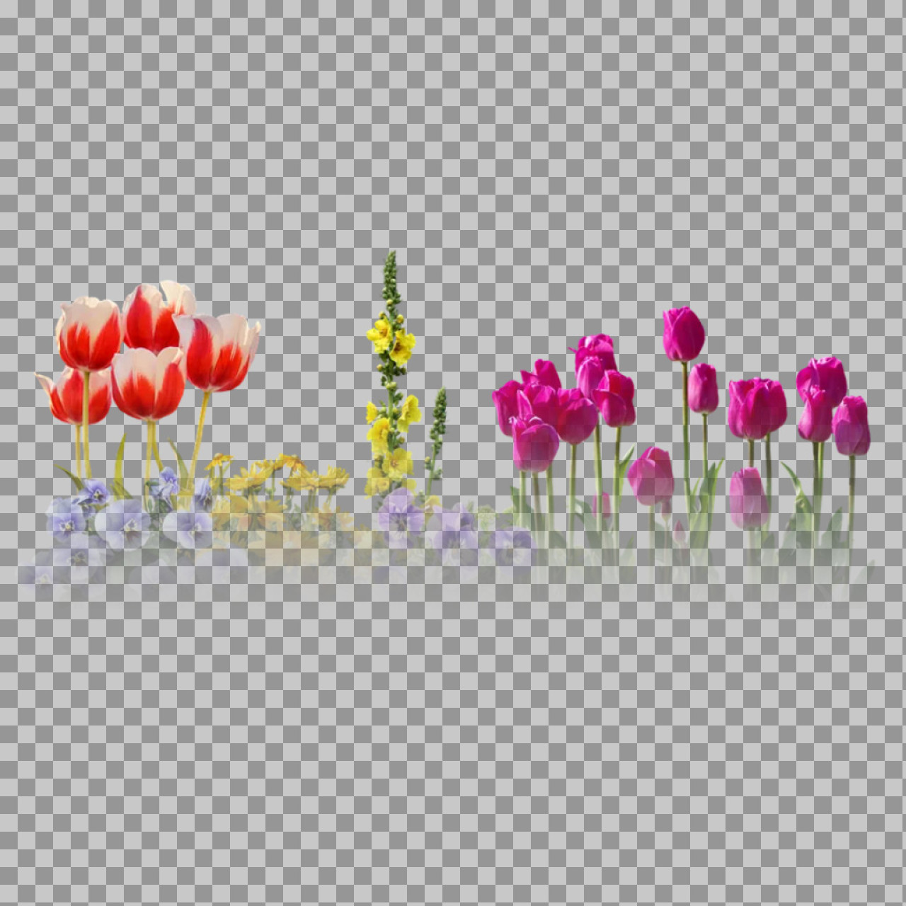 Colorful Spring Flower Border PNG | Tulips & Pansies...