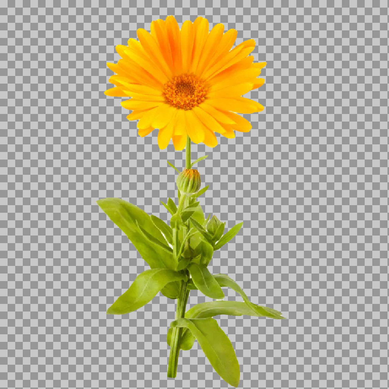 Isolated Orange Calendula Flower PNG | Herbal Plant Image...