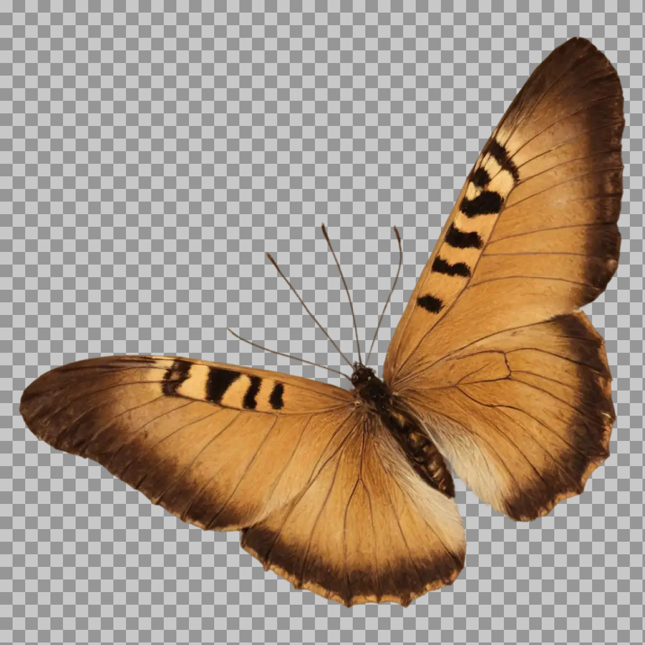 Realistic Brown Butterfly PNG | Isolated Insect with Transparent Background...