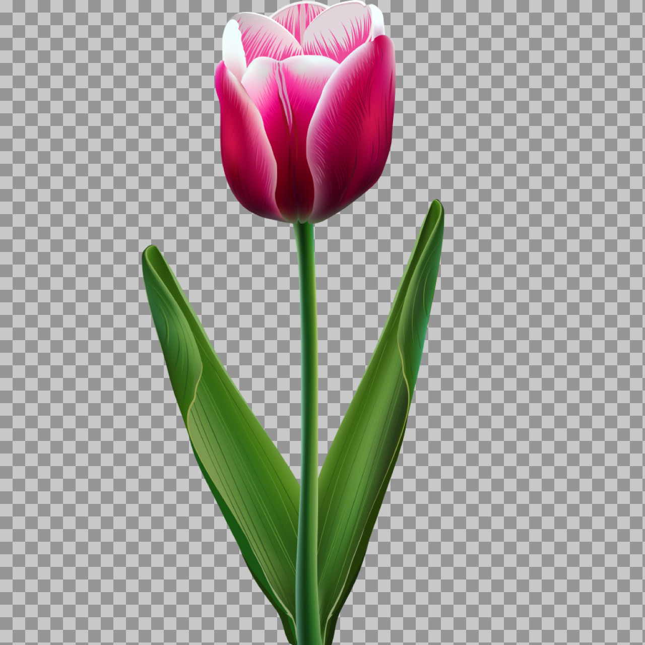 Pink and White Tulip PNG Illustration | Realistic Floral Graphic...