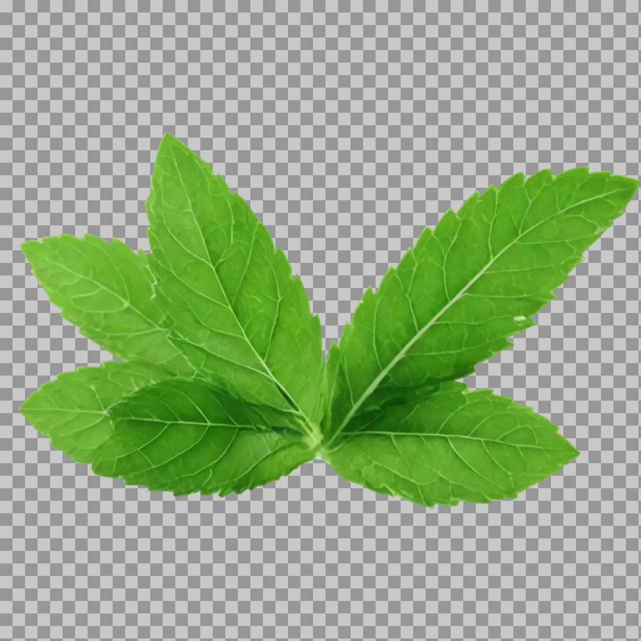 Download Fresh Mint Leaves PNG | Transparent & High-Quality