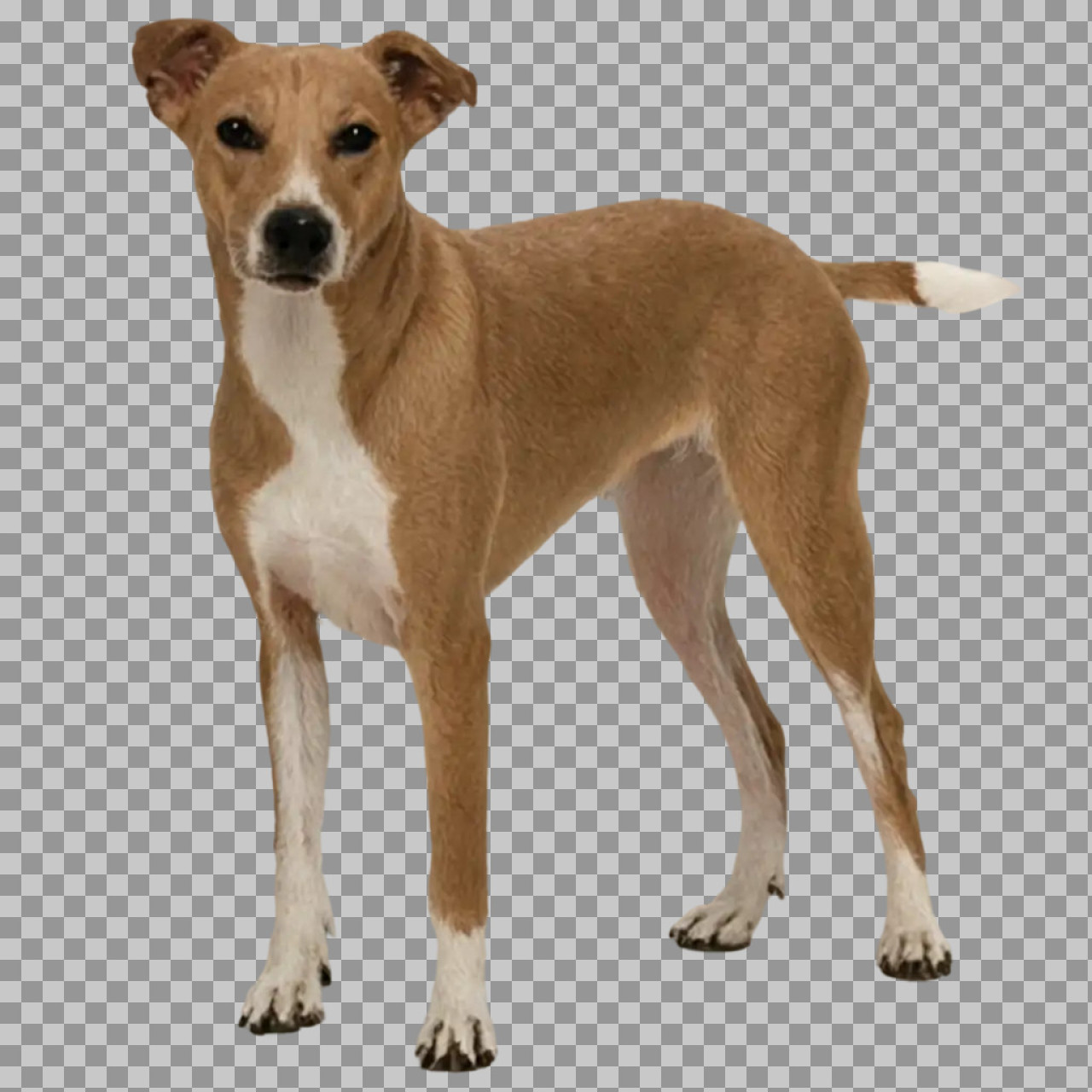 Tan and White Mixed-Breed Dog PNG | Royalty-Free Pet Image