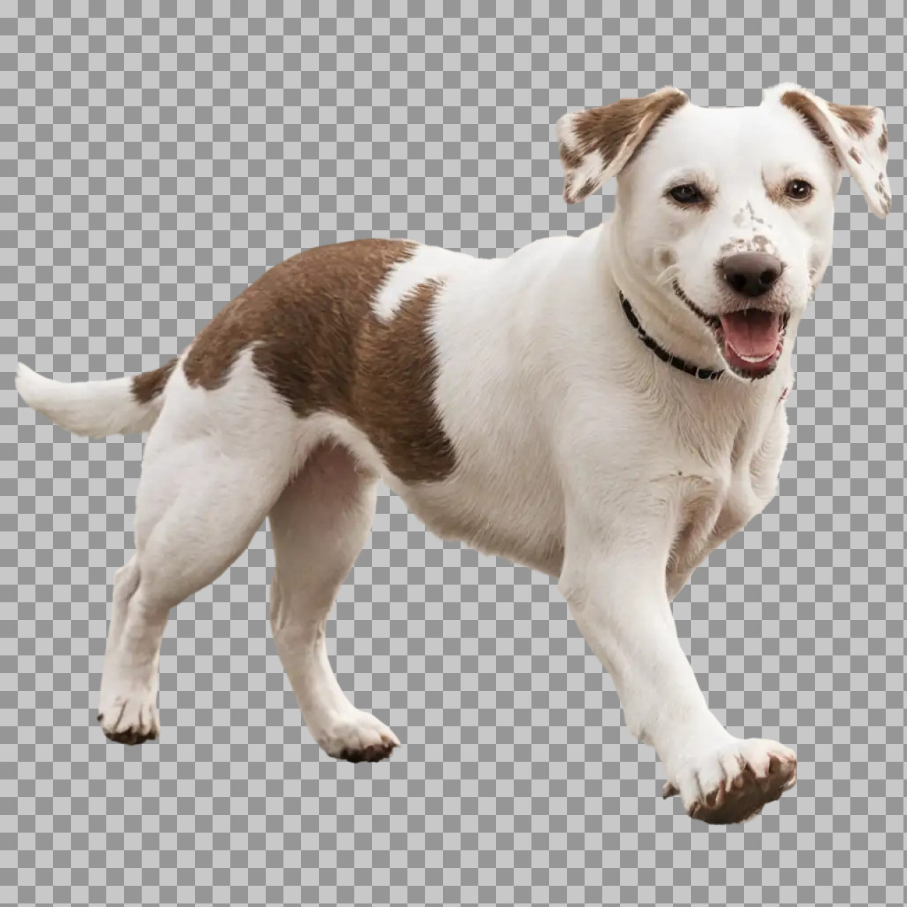 Happy Dog PNG – Walking Dog Cutout (Transparent Background)...