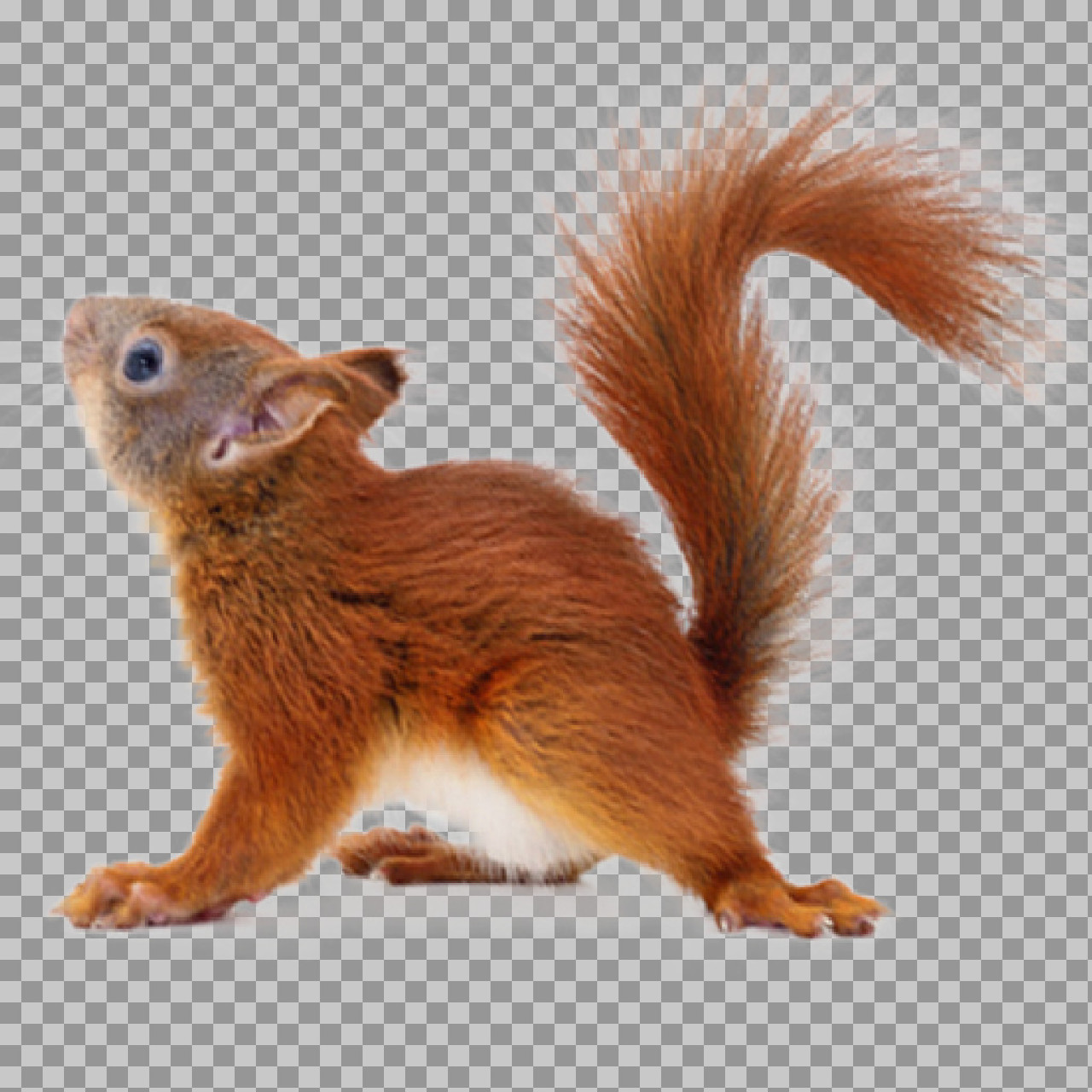 Red Squirrel PNG - Isolated Wildlife Photo on transpernt bg...