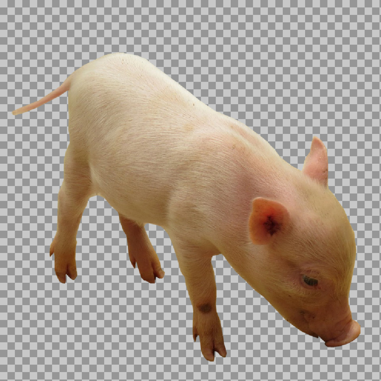 Cute Baby Piglet PNG - Isolated Farm Animal Image