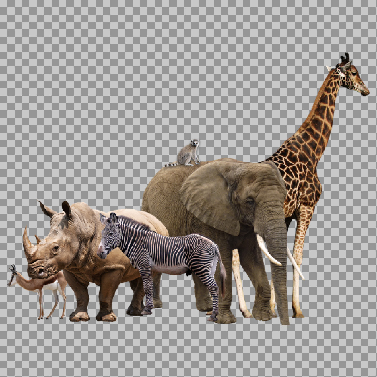 African Safari Animals Group PNG - Isolated Wildlife Collection...