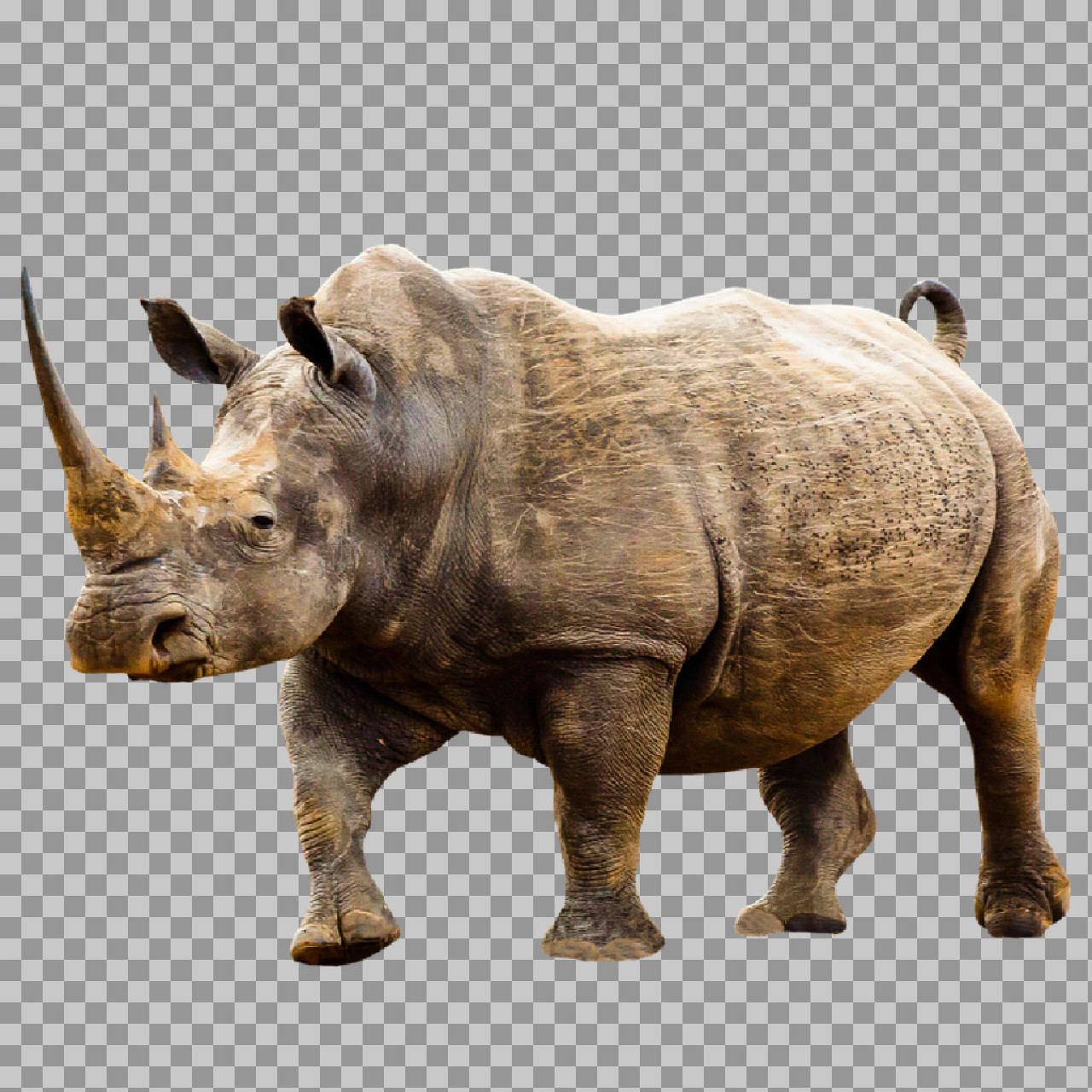 White Rhinoceros PNG - Isolated Wildlife Photography...
