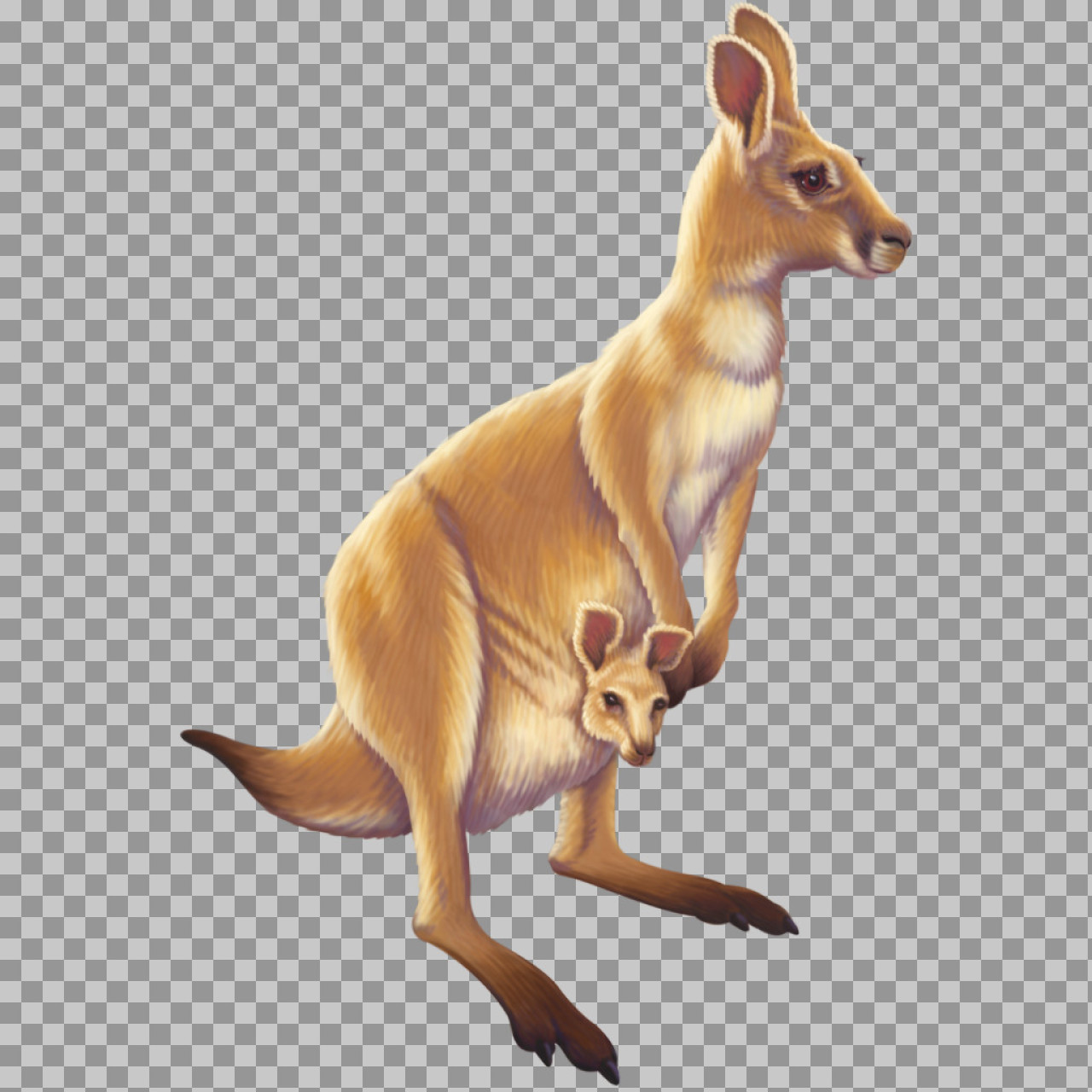 Realistic Kangaroo and Joey PNG Illustration | Australian Wildlife Art...