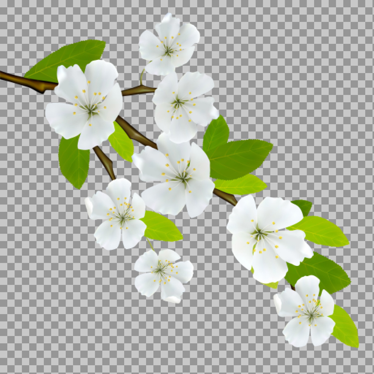 Cherry Blossom Branch PNG with Transparent Background