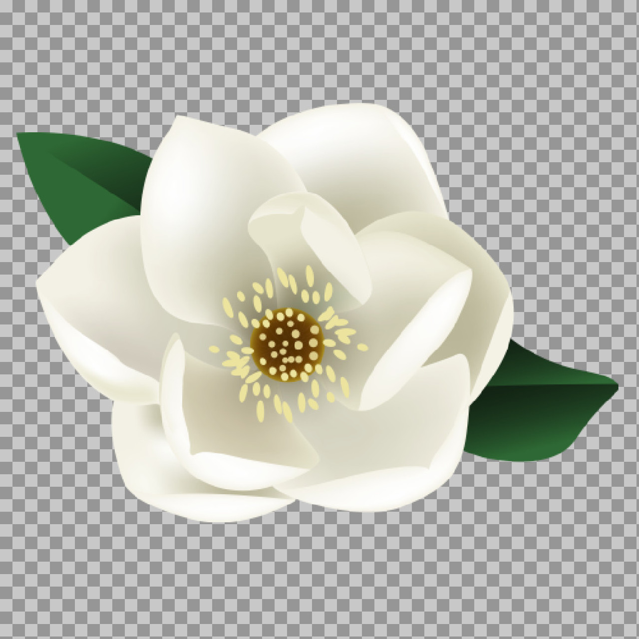 Magnolia Flower Clipart with Transparent Background