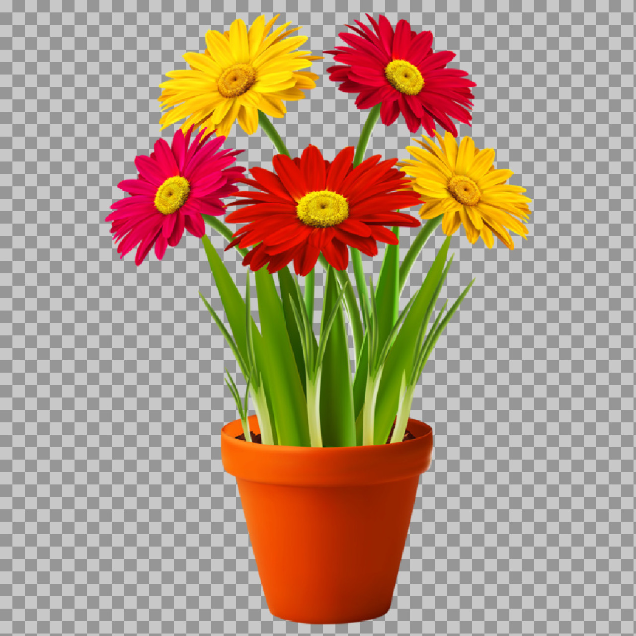 Colorful Gerbera Daisies in Pot PNG | Floral Clipart...
