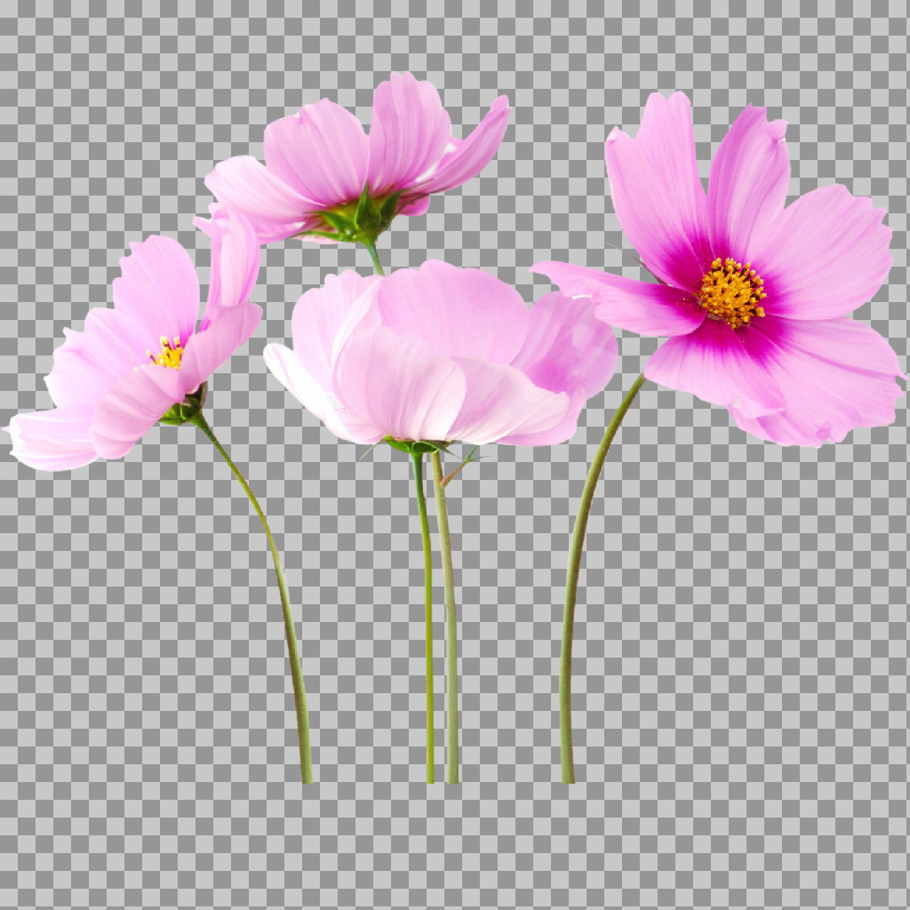 Pink Cosmos Flower PNG | Delicate Floral Cutout
