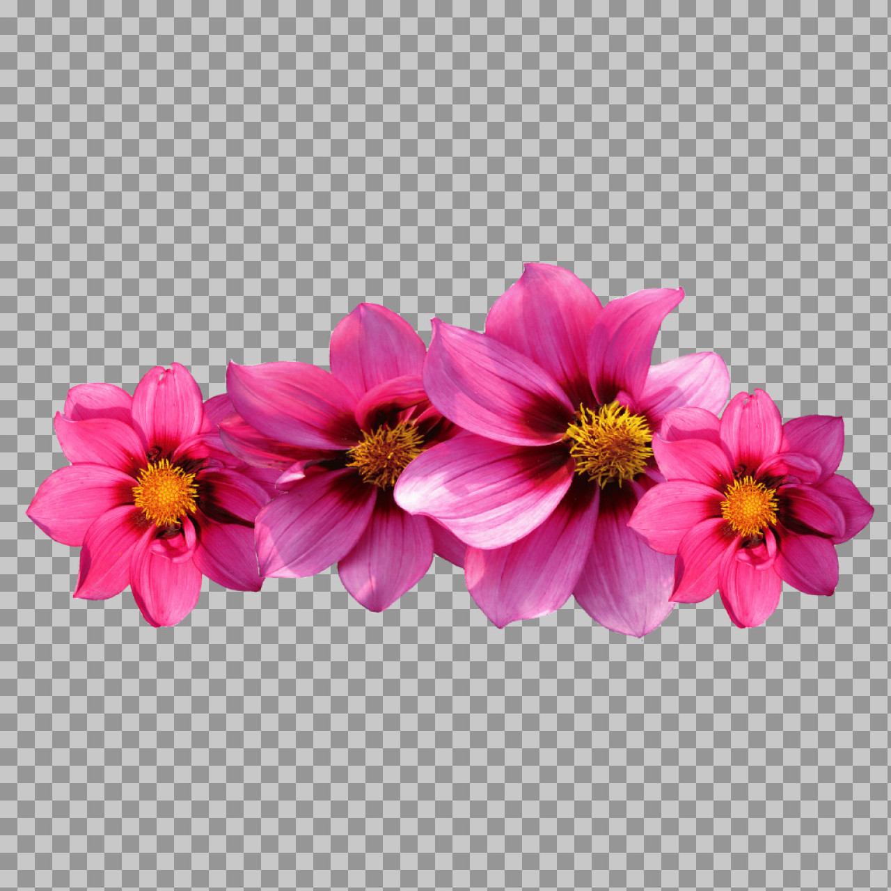 Pink Dahlia Flower Border PNG | Floral Cutout