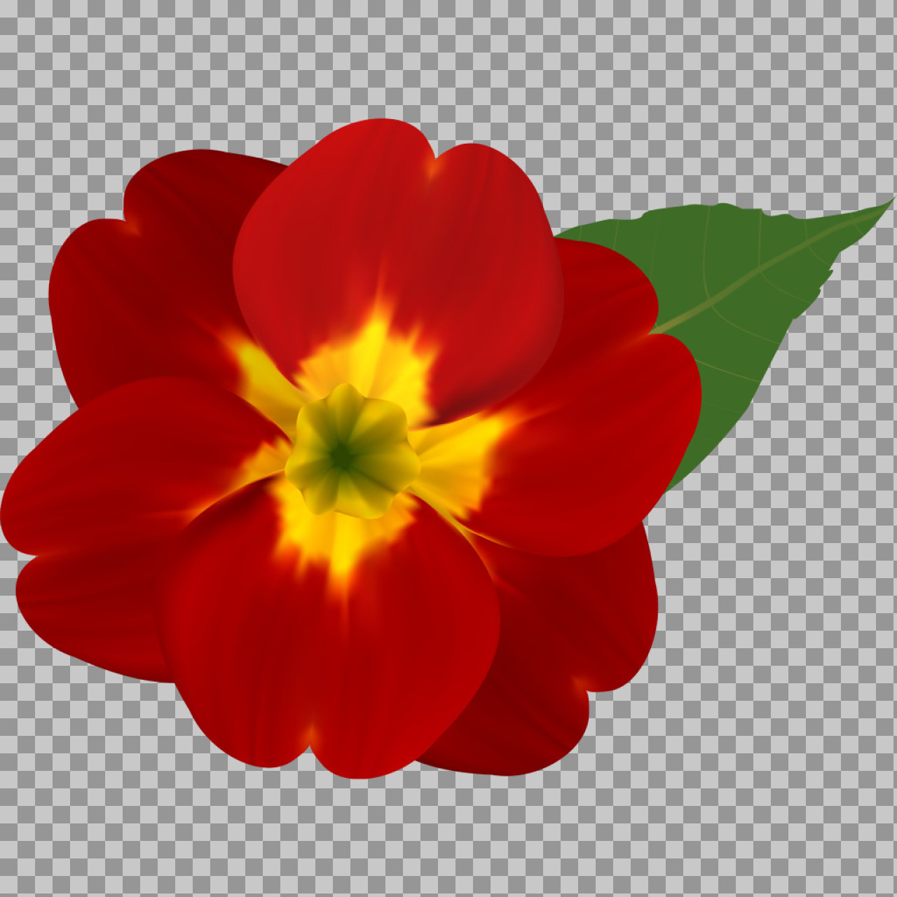 Red Primrose Flower PNG | Spring Floral Illustration...