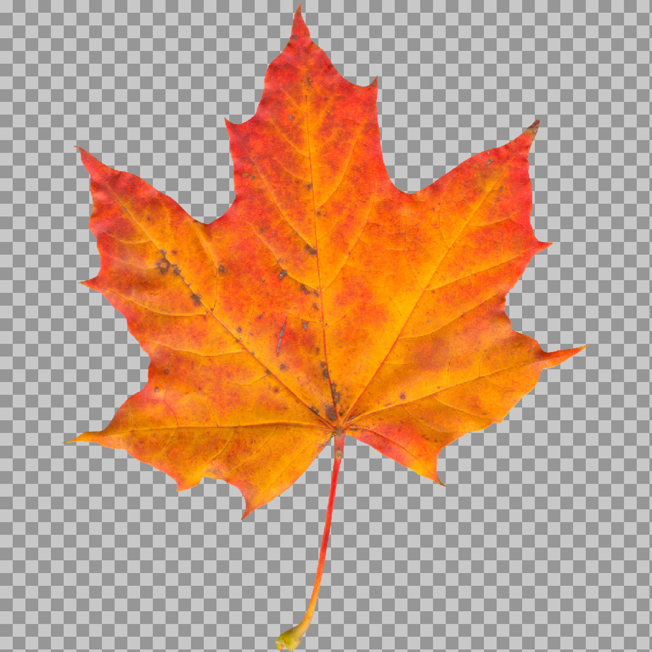 Autumn Maple Leaf PNG | Isolated Fall Foliage