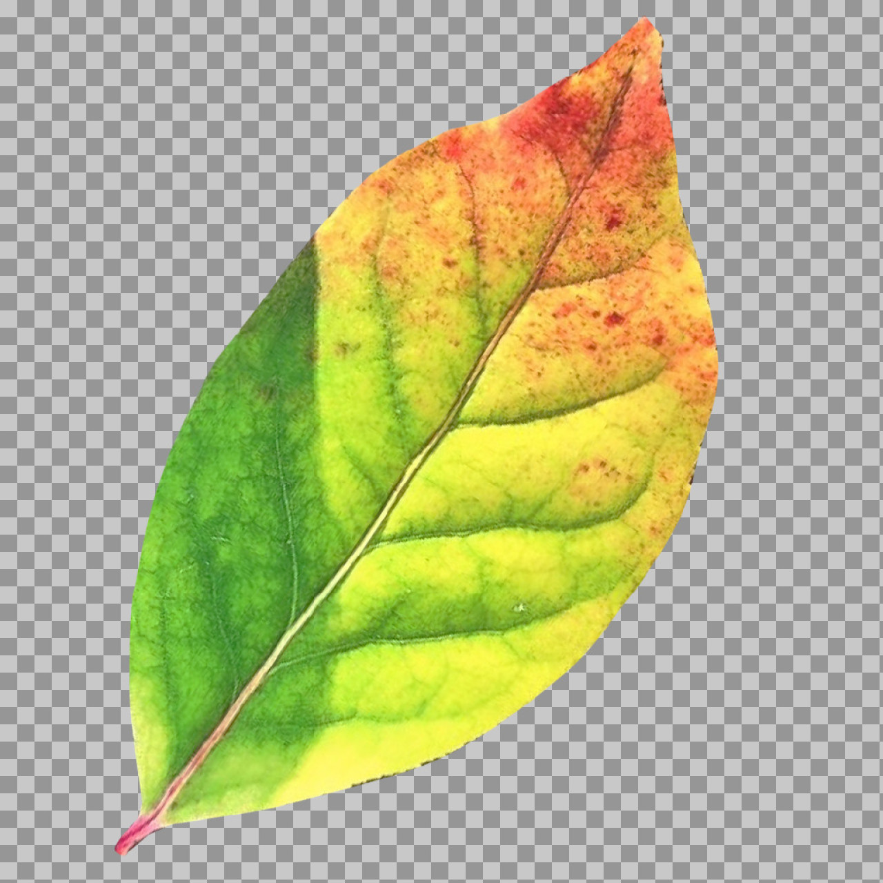 Colorful Autumn Leaf PNG | Green, Yellow & Red
