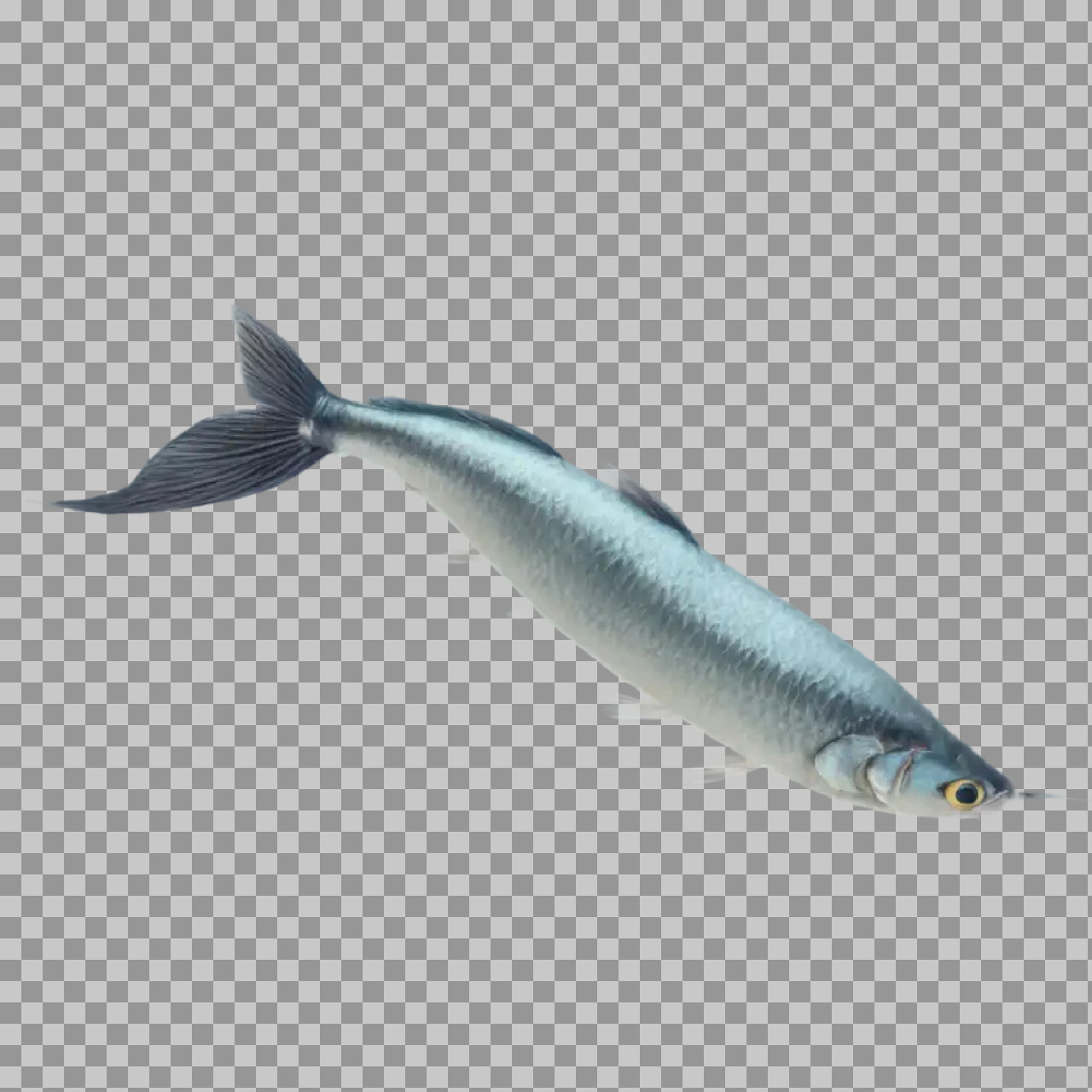 Silver Halfbeak Fish PNG | Isolated Aquatic Animal Photo