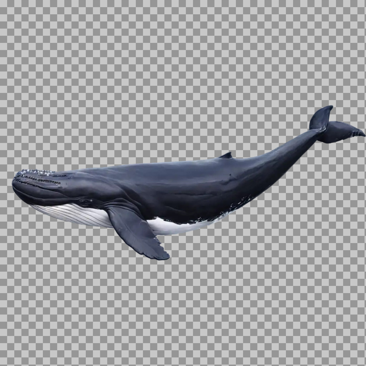 Humpback Whale PNG – Marine Animal Transparent Image
