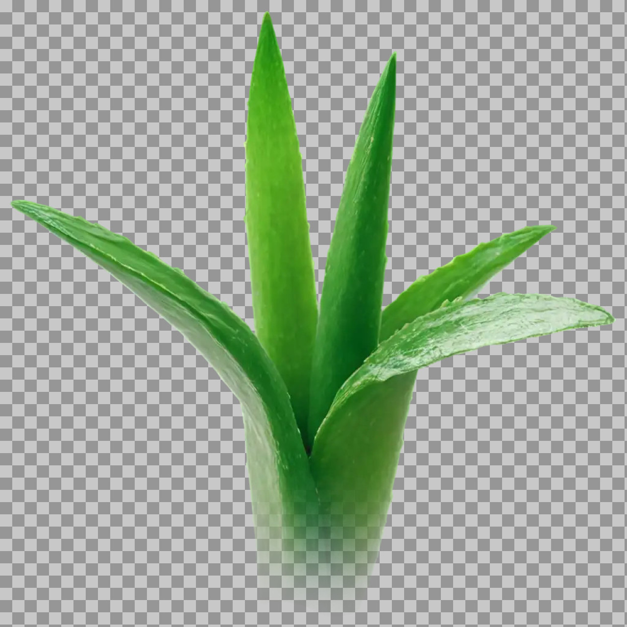 Aloe Vera Plant PNG – Medicinal Green Plant Image