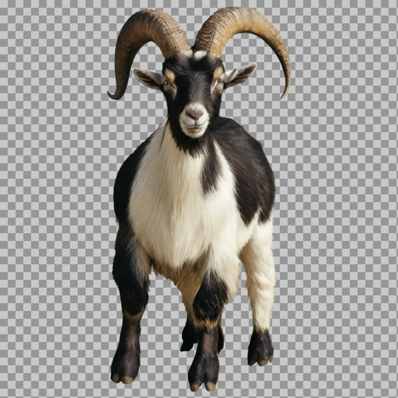 Black and White Goat PNG – Horned Farm Animal Image