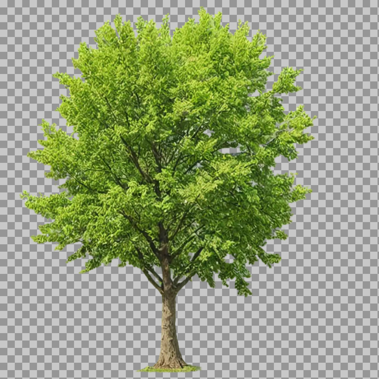 Green Leafy Tree PNG Transparent Background | High-Quality Tree Image