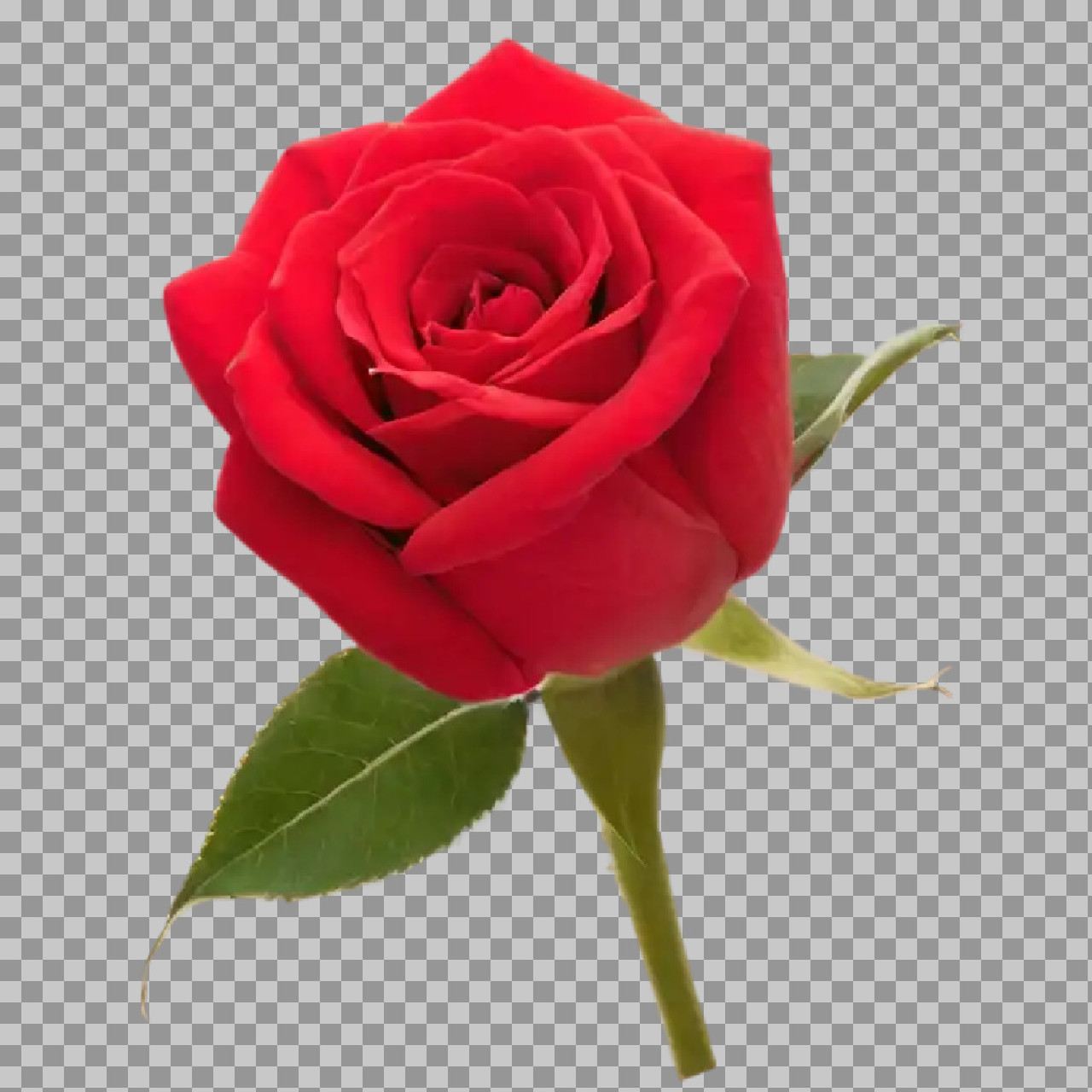 Red Rose PNG Transparent Background | High-Quality Flower Image