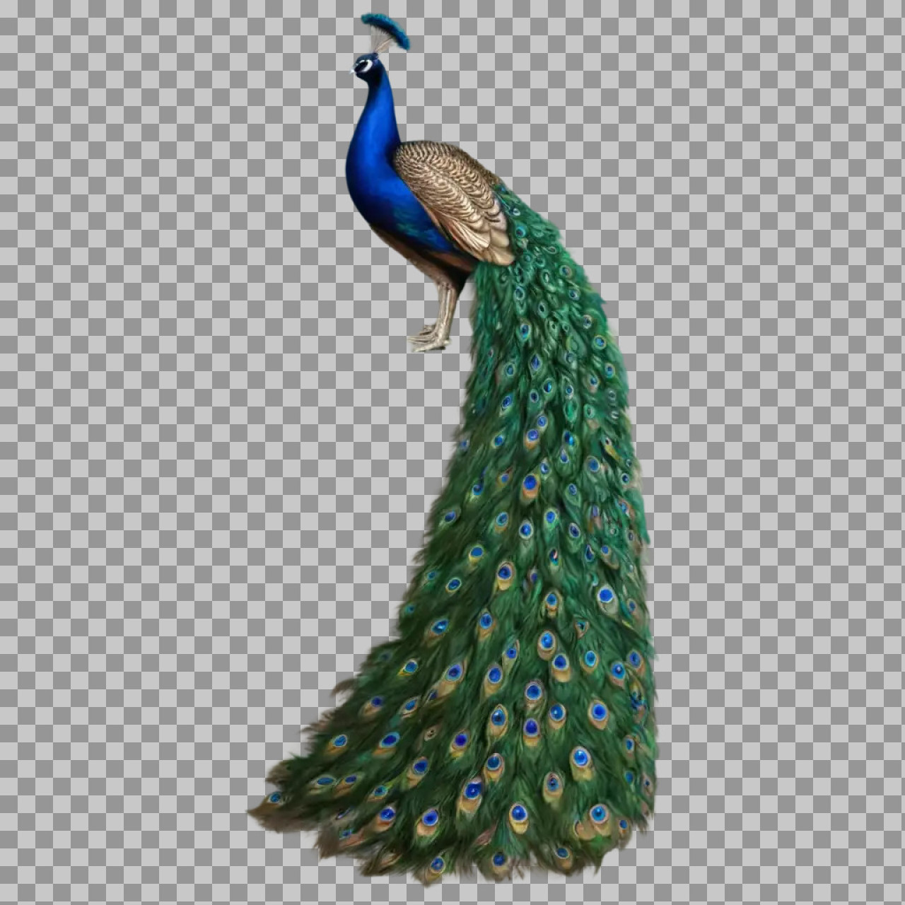 Majestic Peacock PNG | Exotic Bird Illustration