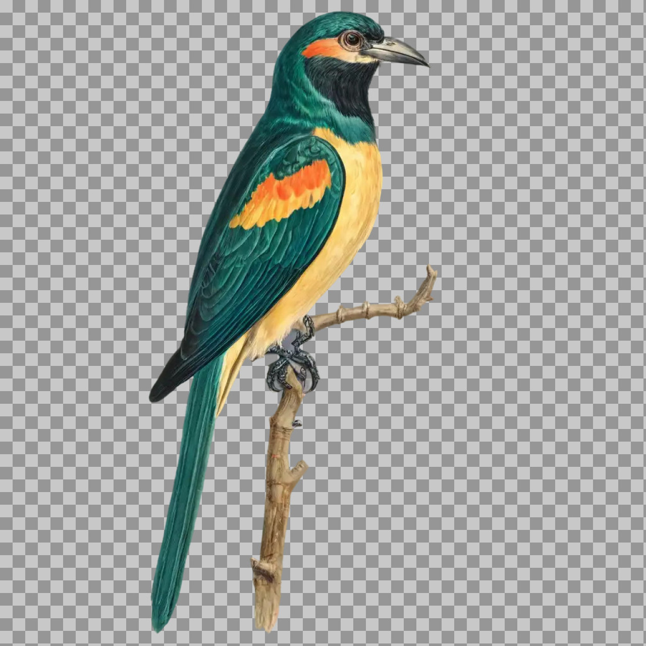 Colorful Tropical Bird PNG – Exotic Bird on Branch Transparent...