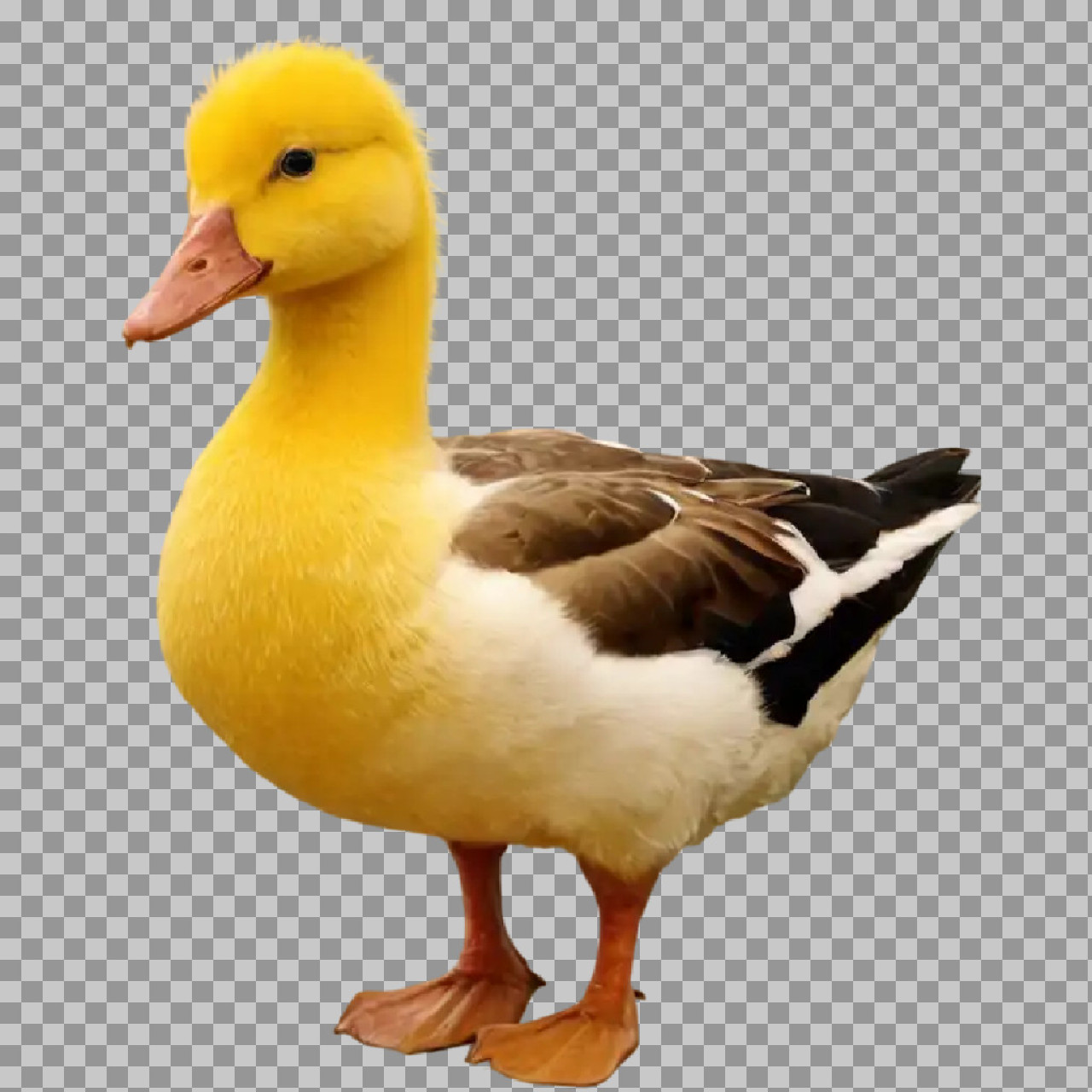 Cute Yellow Duck PNG – Domestic Farm Duck Transparent Image...