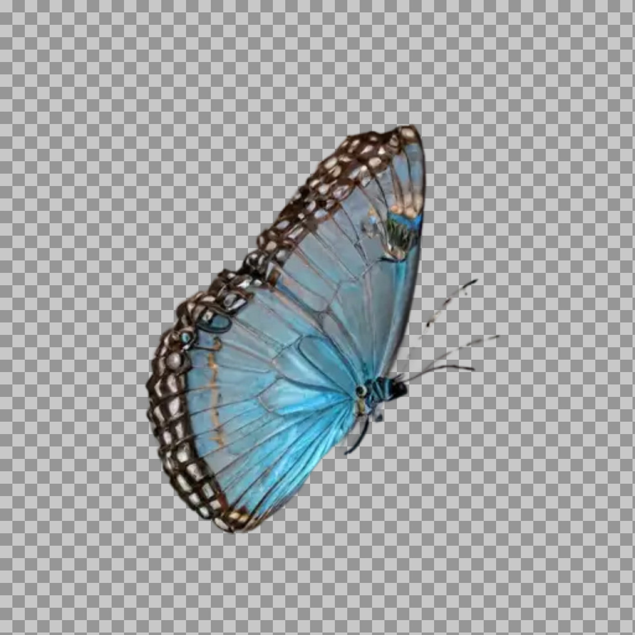 Blue Butterfly PNG | Realistic Side View with Transparent Background...