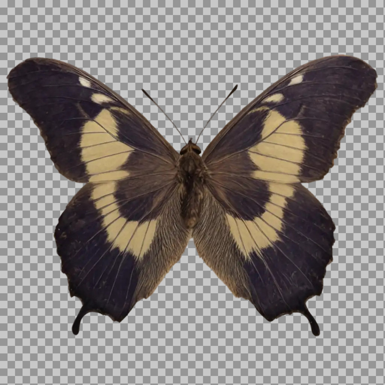 Male Mocker Swallowtail Butterfly (Papilio dardanus) PNG...
