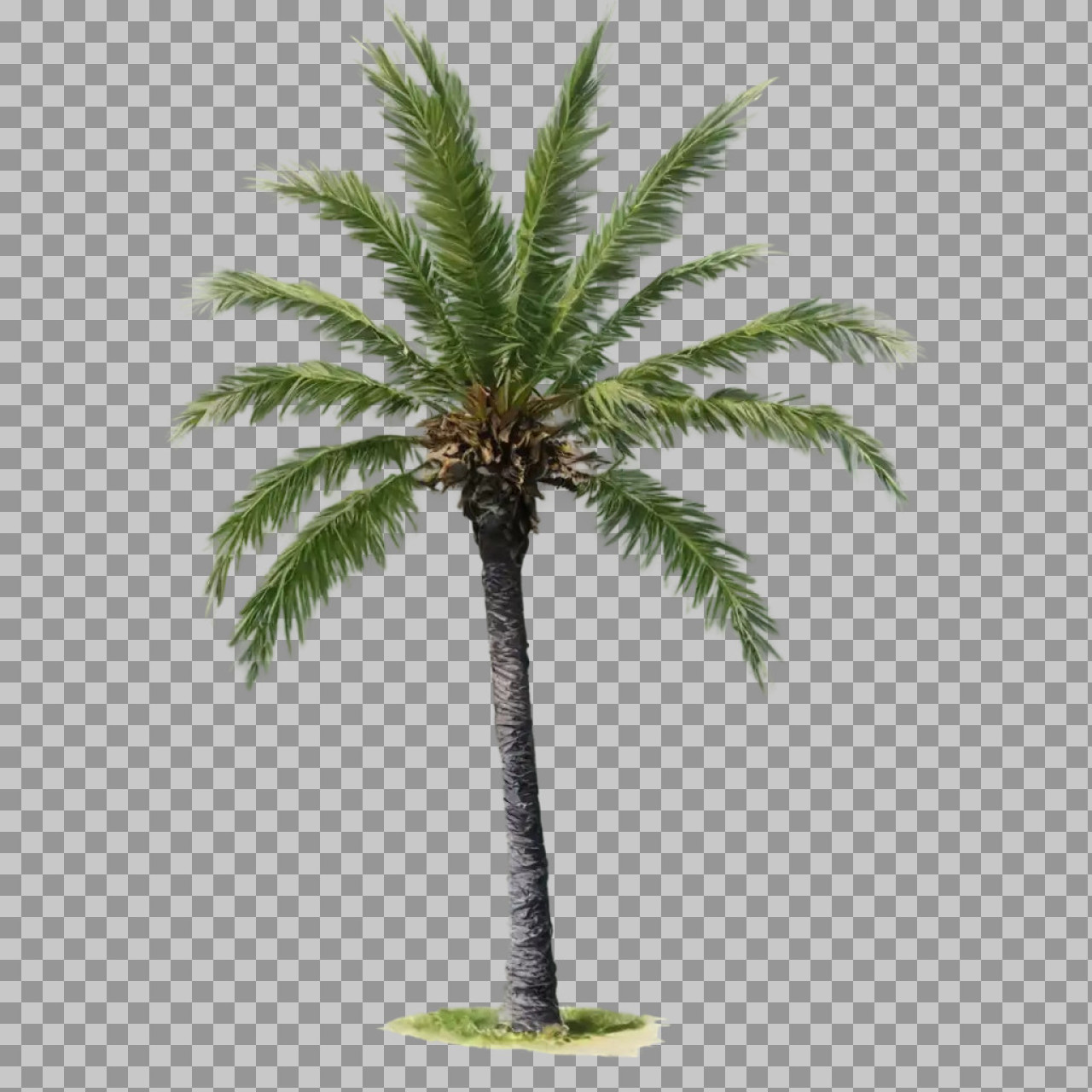 Tropical Palm Tree PNG | Transparent Background High-Quality Palm Image...