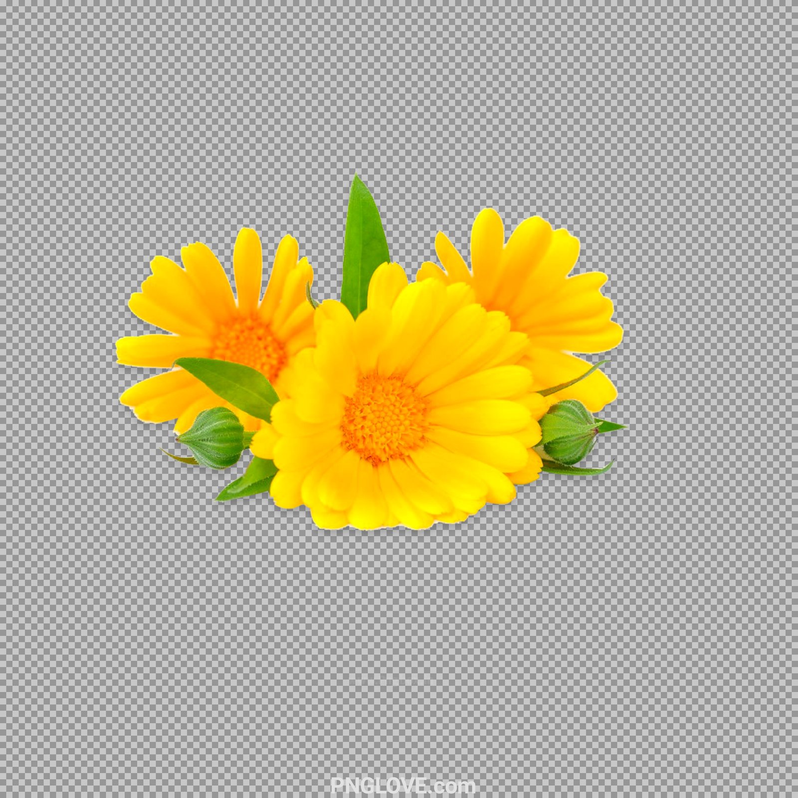 Marigold flower PNG image download