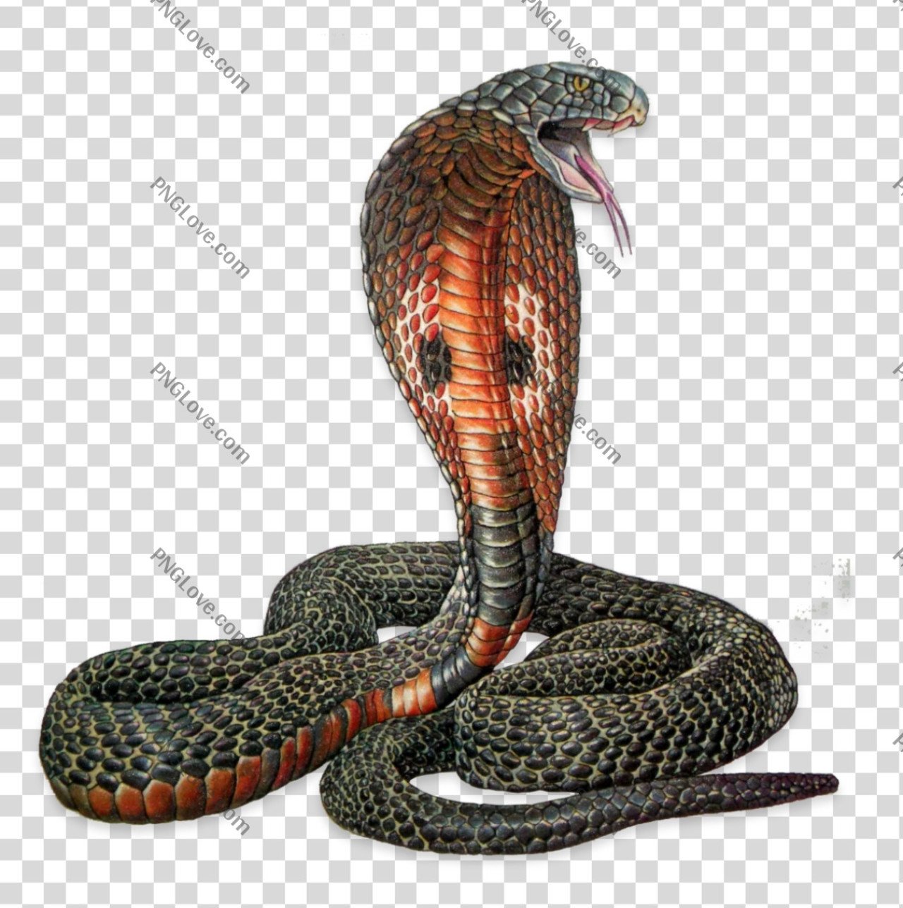 Cobra snake HD PNG image download...